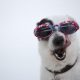 Free close-up photo of dog wearing sunglasses stock image