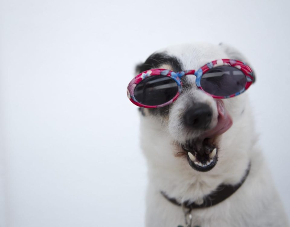 Free close-up photo of dog wearing sunglasses stock image