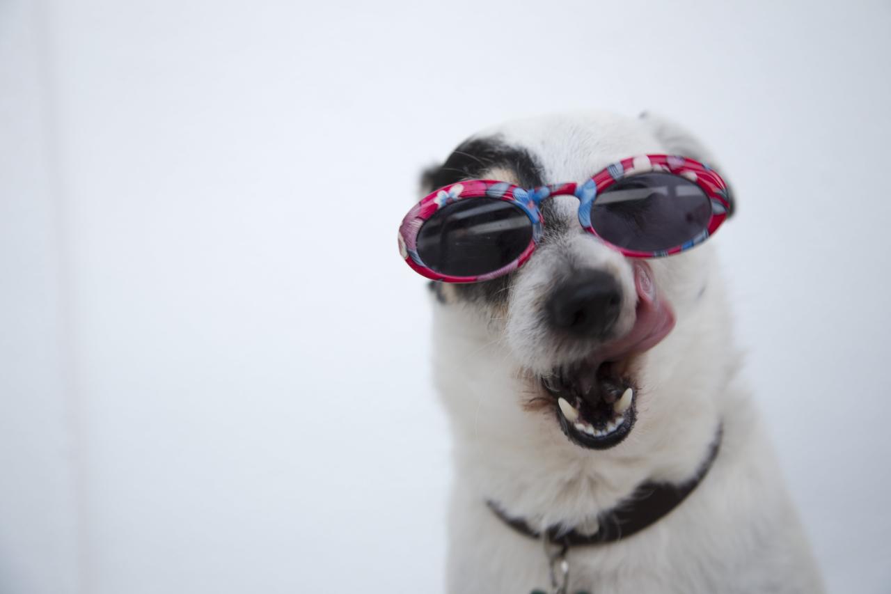 Free close-up photo of dog wearing sunglasses stock image