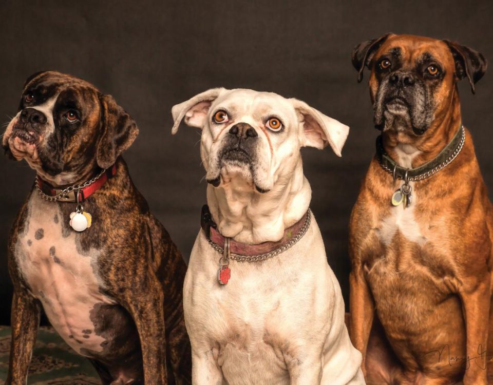 Free Look up at the photography of three dogs Material images